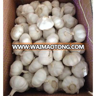 chinese garlic fresh garlic price garlic factory garlic food China garlic products fresh garlic