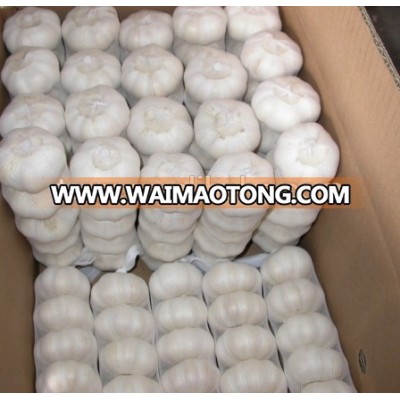 shandong garlic white garlic jinxiang garlic shandong fresh garlic garlic product