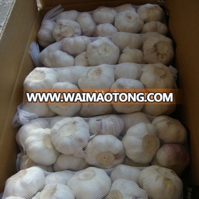 chinese garlic price new garlic sell fresh white garlic big size garlic in china