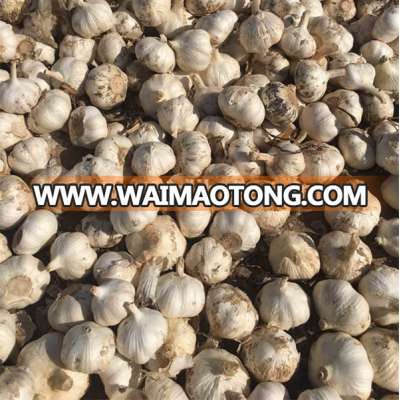 bulk normal white garlic wholesale