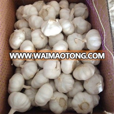 2017 export factory garlic price normal white garlic